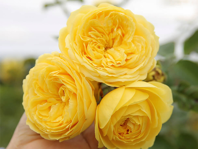 Ý Nghĩa Hoa Hồng Vàng Trong Tình Yêu & Phong Thủy