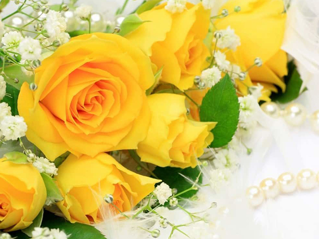 Ý Nghĩa Hoa Hồng Vàng Trong Tình Yêu & Phong Thủy