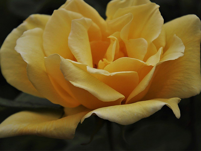 Ý Nghĩa Hoa Hồng Vàng Trong Tình Yêu & Phong Thủy