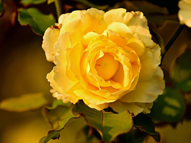 Ý Nghĩa Hoa Hồng Vàng Trong Tình Yêu & Phong Thủy