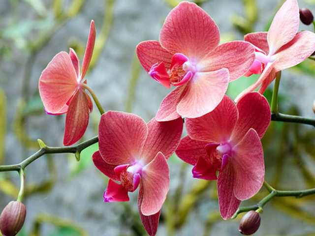 Ý Nghĩa Hoa Lan Trong Tình Yêu, Màu Sắc, Phong Thủy