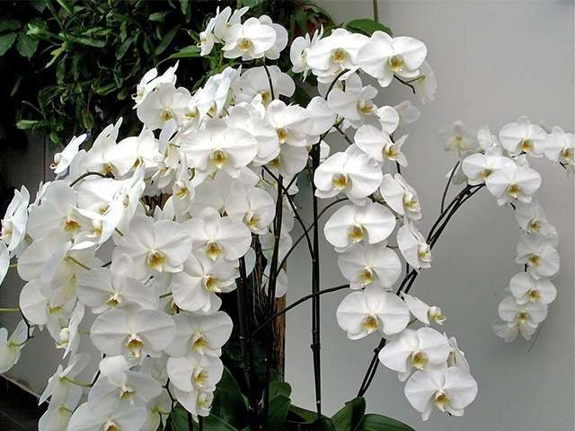 Ý Nghĩa Hoa Lan Trong Tình Yêu, Màu Sắc, Phong Thủy