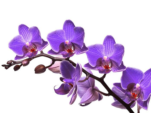 Ý Nghĩa Hoa Lan Trong Tình Yêu, Màu Sắc, Phong Thủy