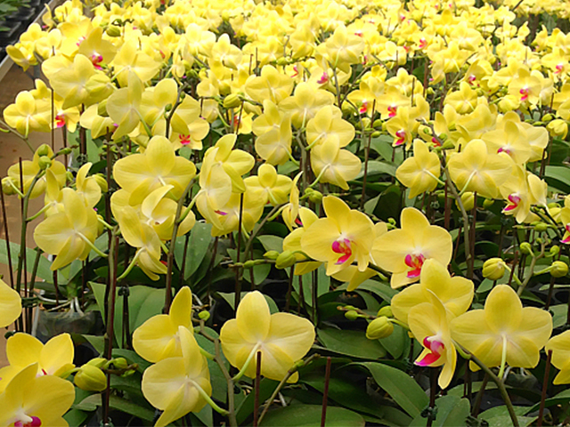 Ý Nghĩa Hoa Lan Trong Tình Yêu, Màu Sắc, Phong Thủy