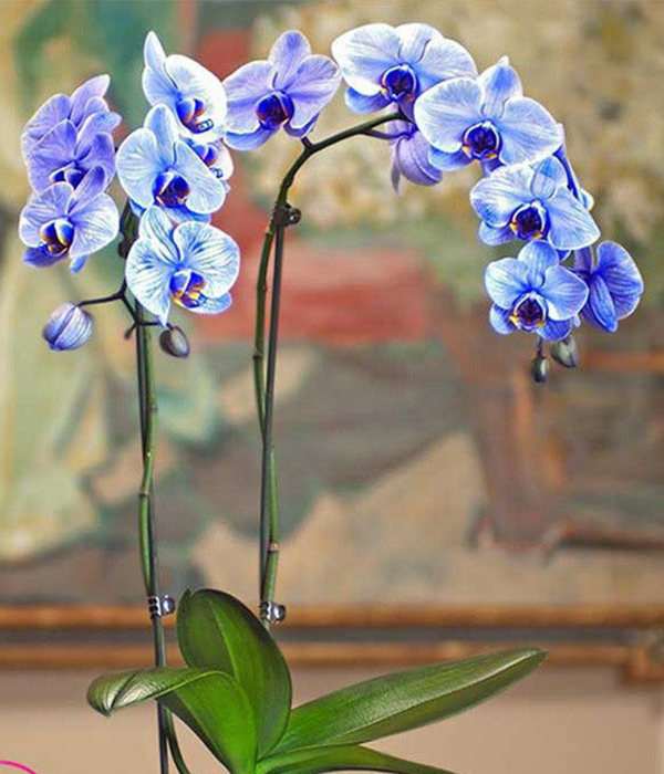 Ý Nghĩa Hoa Lan Trong Tình Yêu, Màu Sắc, Phong Thủy