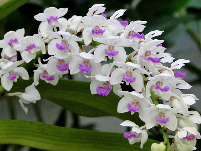 Ý Nghĩa Hoa Lan Trong Tình Yêu, Màu Sắc, Phong Thủy