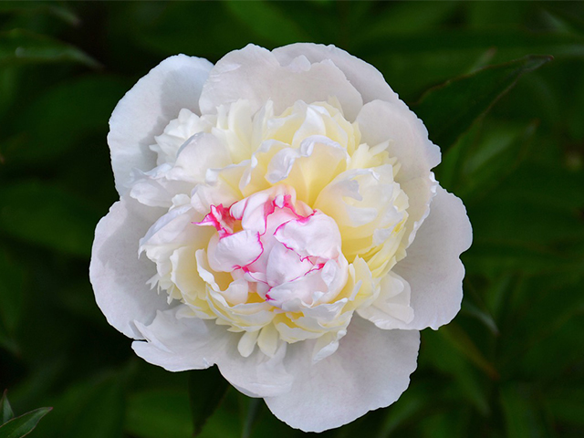 3 Ý Nghĩa Chính Của Hoa Mẫu Đơn Có Thể Bạn Chưa Biết