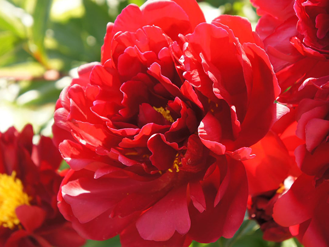 3 Ý Nghĩa Chính Của Hoa Mẫu Đơn Có Thể Bạn Chưa Biết