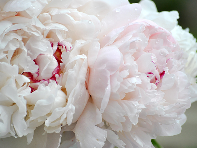 3 Ý Nghĩa Chính Của Hoa Mẫu Đơn Có Thể Bạn Chưa Biết