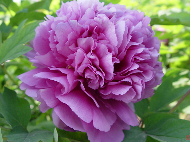 3 Ý Nghĩa Chính Của Hoa Mẫu Đơn Có Thể Bạn Chưa Biết