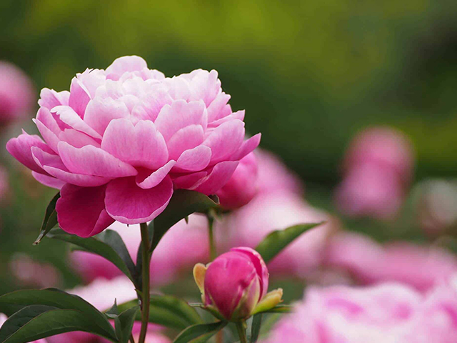 3 Ý Nghĩa Chính Của Hoa Mẫu Đơn Có Thể Bạn Chưa Biết