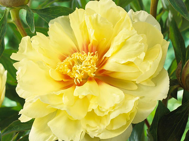 3 Ý Nghĩa Chính Của Hoa Mẫu Đơn Có Thể Bạn Chưa Biết