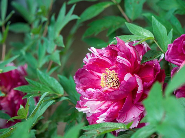 3 Ý Nghĩa Chính Của Hoa Mẫu Đơn Có Thể Bạn Chưa Biết