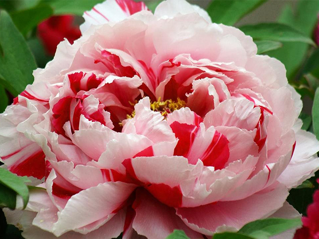 3 Ý Nghĩa Chính Của Hoa Mẫu Đơn Có Thể Bạn Chưa Biết