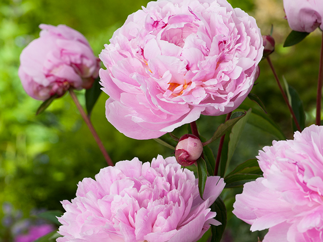 3 Ý Nghĩa Chính Của Hoa Mẫu Đơn Có Thể Bạn Chưa Biết