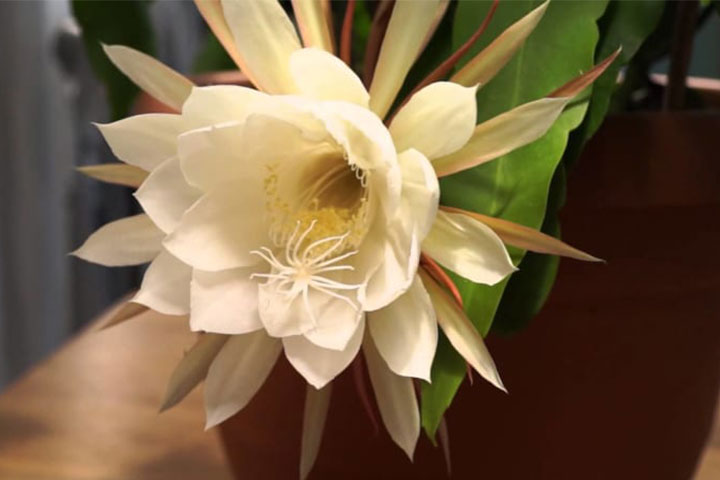 Ý Nghĩa Của Quỳnh Hoa - Nữ Hoàng Bóng Đêm