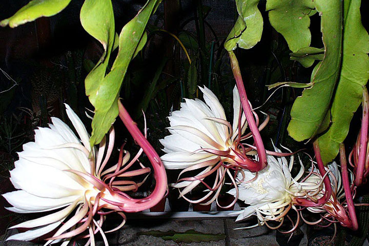 Ý Nghĩa Của Quỳnh Hoa - Nữ Hoàng Bóng Đêm