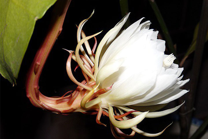 Ý Nghĩa Của Quỳnh Hoa - Nữ Hoàng Bóng Đêm