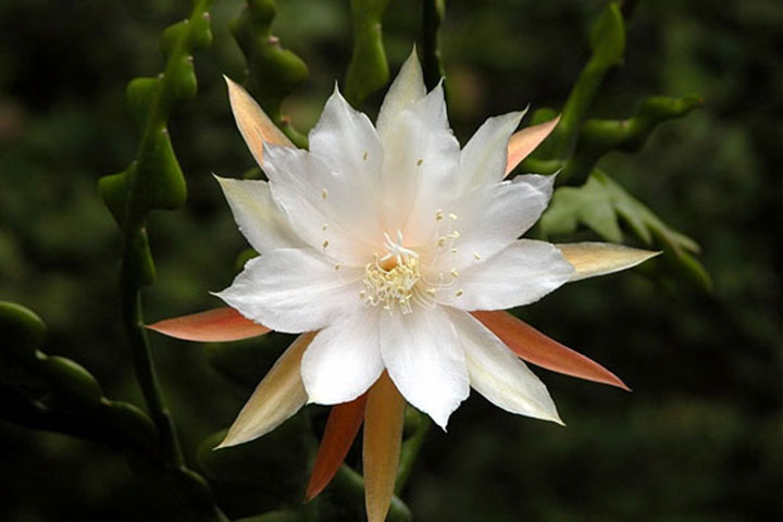 Ý Nghĩa Của Quỳnh Hoa - Nữ Hoàng Bóng Đêm