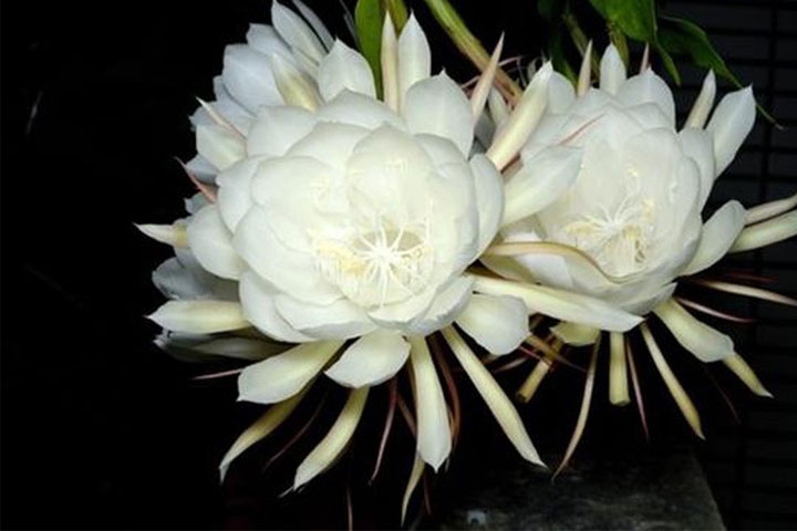 Ý Nghĩa Của Quỳnh Hoa - Nữ Hoàng Bóng Đêm