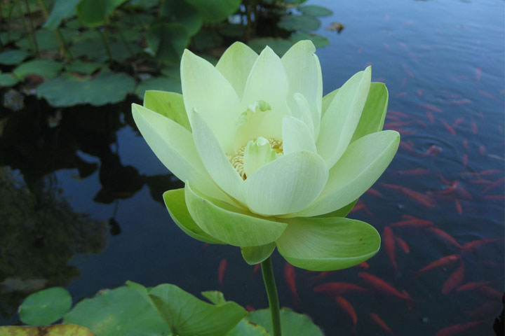 Ý Nghĩa Hoa Sen Và Bí Mật Về Hoa Sen Ai Cũng Cần Biết