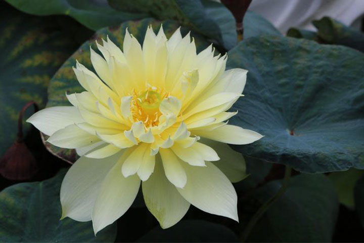 Ý Nghĩa Hoa Sen Và Bí Mật Về Hoa Sen Ai Cũng Cần Biết