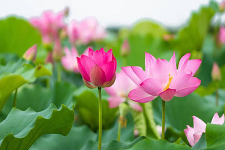 Ý Nghĩa Hoa Sen Và Bí Mật Về Hoa Sen Ai Cũng Cần Biết