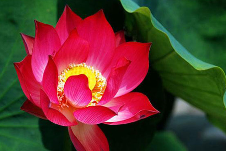 Ý Nghĩa Hoa Sen Và Bí Mật Về Hoa Sen Ai Cũng Cần Biết