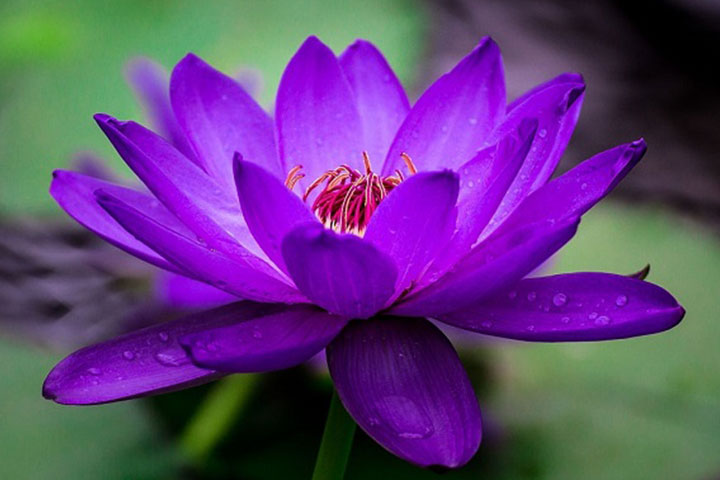 Ý Nghĩa Hoa Sen Và Bí Mật Về Hoa Sen Ai Cũng Cần Biết