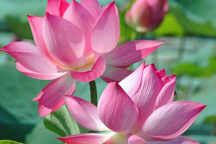 Ý Nghĩa Hoa Sen Và Bí Mật Về Hoa Sen Ai Cũng Cần Biết