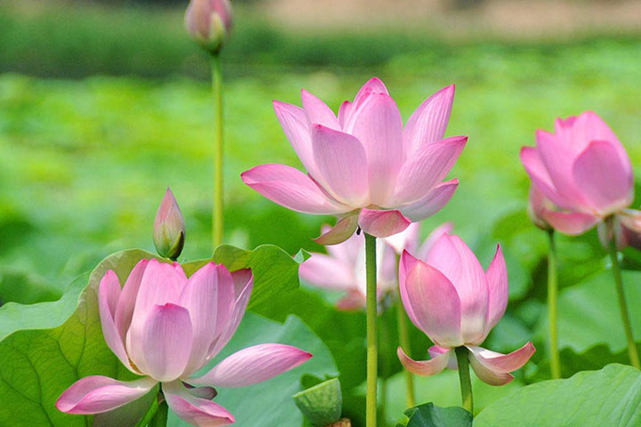 Ý Nghĩa Hoa Sen Và Bí Mật Về Hoa Sen Ai Cũng Cần Biết