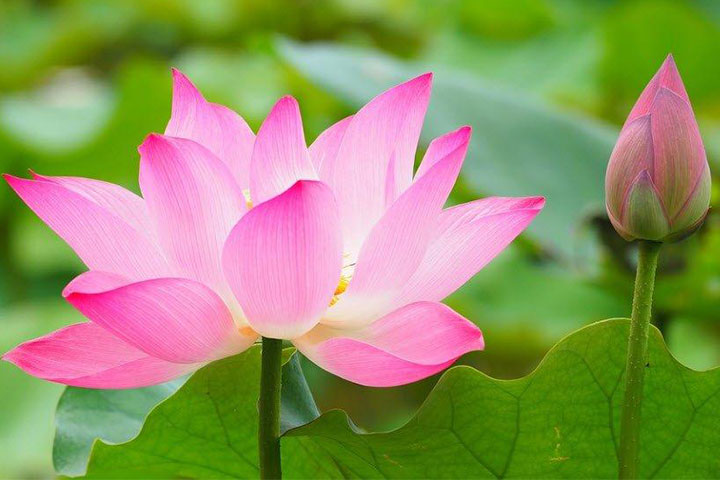 Ý Nghĩa Hoa Sen Và Bí Mật Về Hoa Sen Ai Cũng Cần Biết