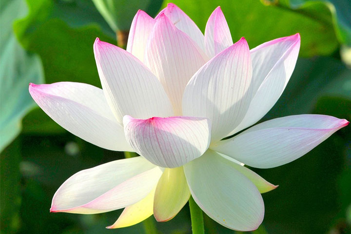 Ý Nghĩa Hoa Sen Và Bí Mật Về Hoa Sen Ai Cũng Cần Biết