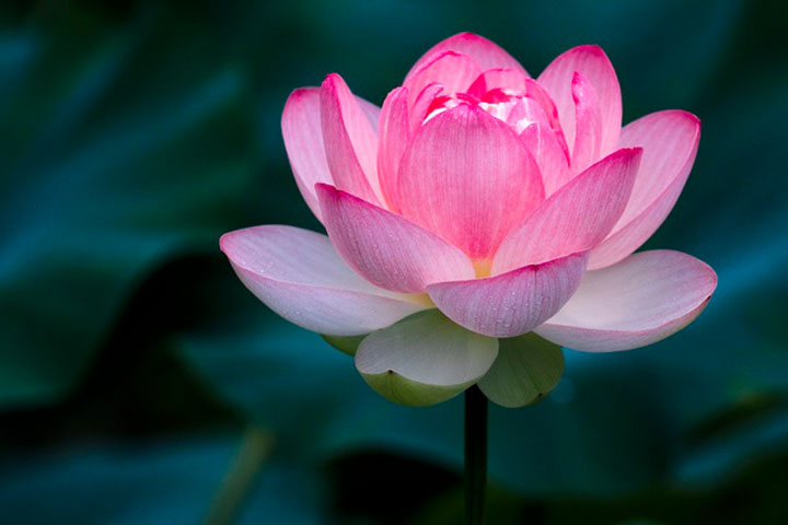 Ý Nghĩa Hoa Sen Và Bí Mật Về Hoa Sen Ai Cũng Cần Biết