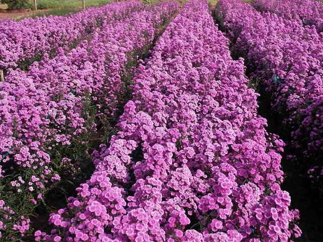 Ý Nghĩa Hoa Thạch Anh Không Phải Ai Cũng Biết