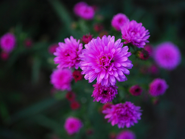 Ý Nghĩa Hoa Thạch Anh Không Phải Ai Cũng Biết