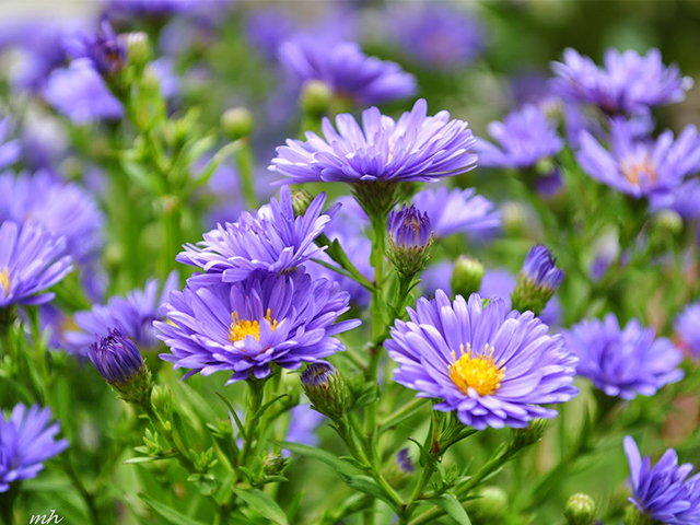 Ý Nghĩa Hoa Thạch Anh Không Phải Ai Cũng Biết