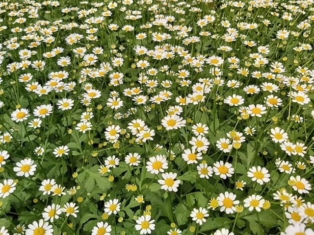 Ý Nghĩa Hoa Cúc Tana Trong Cuộc Sống Ngày Nay