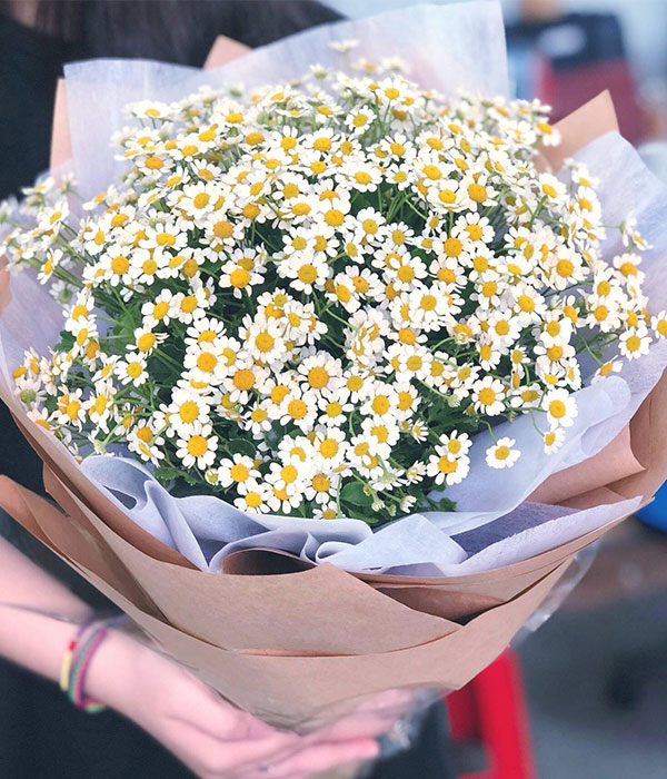 Ý Nghĩa Hoa Cúc Tana Trong Cuộc Sống Ngày Nay