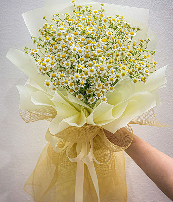 Ý Nghĩa Hoa Cúc Tana Trong Cuộc Sống Ngày Nay