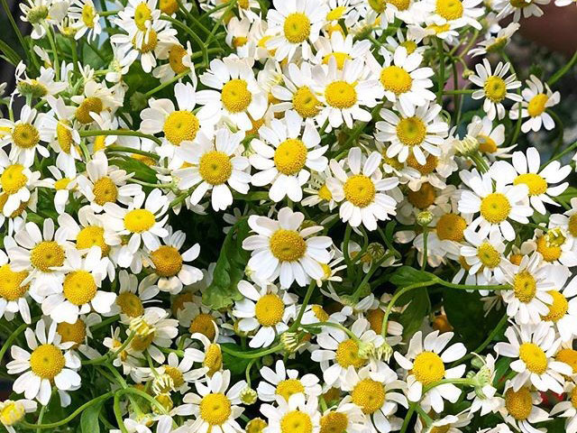 Ý Nghĩa Hoa Cúc Tana Trong Cuộc Sống Ngày Nay