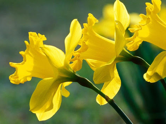 Ý nghĩa của hoa thủy tiên vàng - Tất cả về hoa thủy tiên vàng