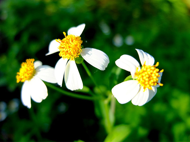 Ý Nghĩa Xuyên Chỉ & Cách Dưỡng Tâm Đúng Cách