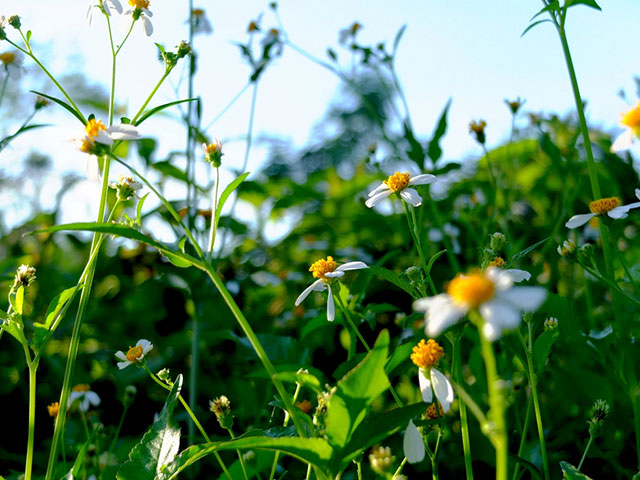 Ý Nghĩa Xuyên Chỉ & Cách Dưỡng Tâm Đúng Cách