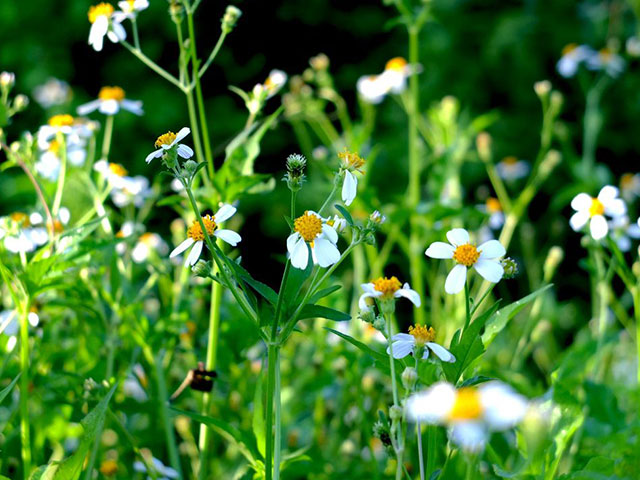 Ý Nghĩa Xuyên Chỉ & Cách Dưỡng Tâm Đúng Cách