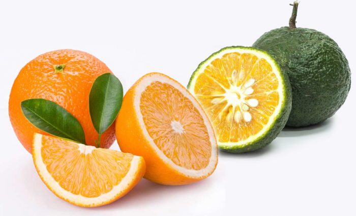 Giấc mơ thấy QUẢ CAM một giấc mơ đầy may mắn