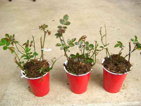 TẠI SAO KHÔNG NÊN TRỒNG CÁC GIỐNG HỒNG NGOẠI GIÂM, CHIẾT CÀNH