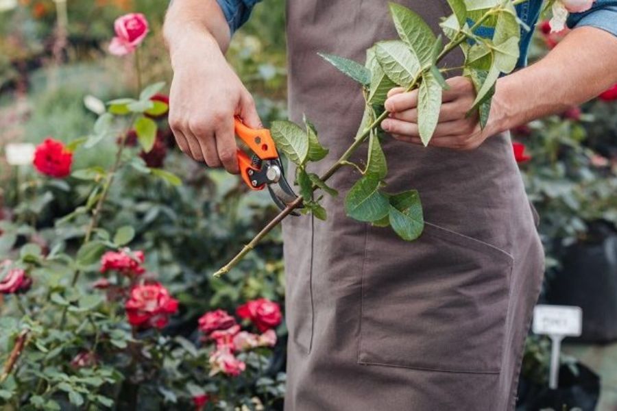 Cách Chiết Hoa Hồng Đúng Kỹ Thuật Nhiều Rễ, Cứng Cáp – bTaskee