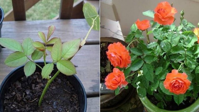 Cách trồng hoa hồng bằng cành thành công ngay lần đầu - Agri.vn