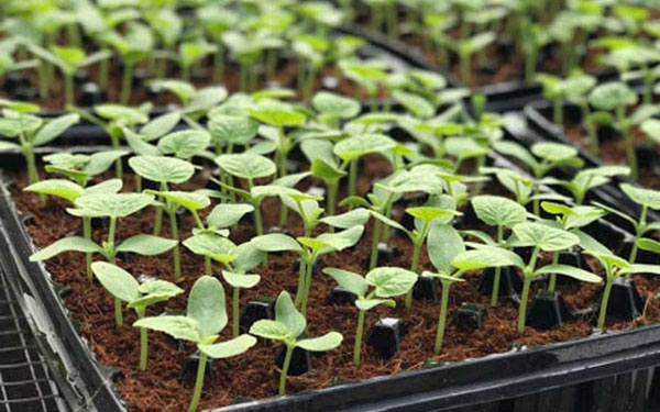 Cách trồng hạt dưa